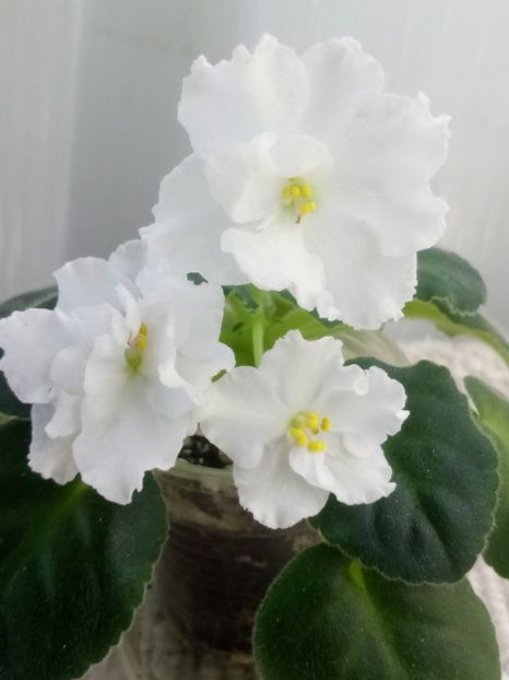 22 nov - ZZ Wedding Bouquet