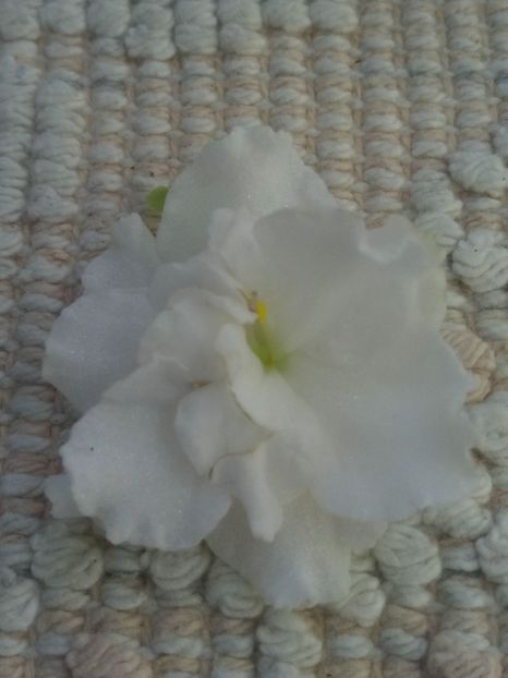 22 nov - ZZ Wedding Bouquet