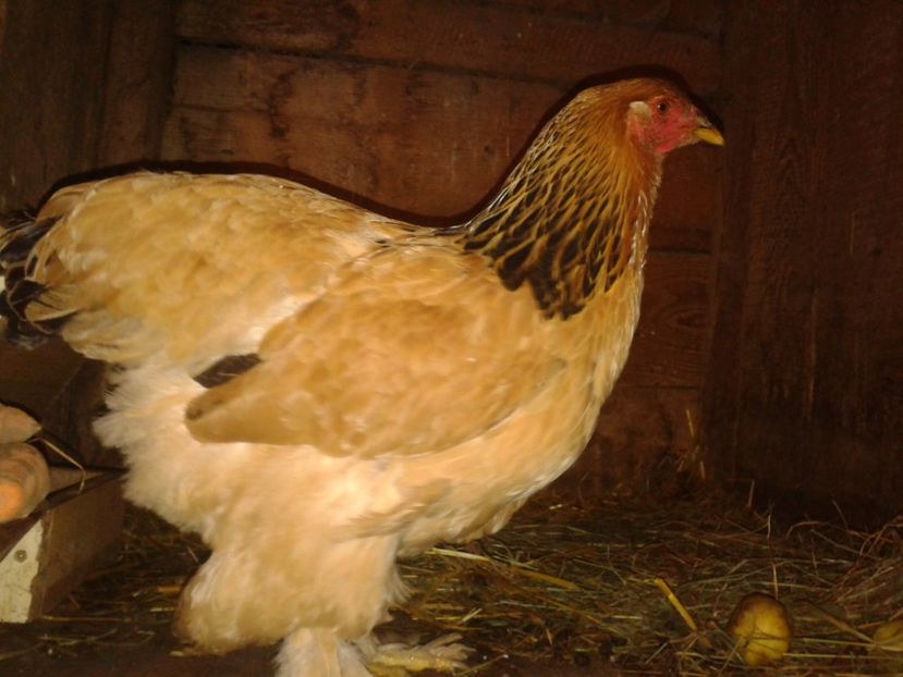 Fénykép0272 - BRAHMA COLUMBIAN GALBEN-ALBASTRU GALBEN-NEGRU