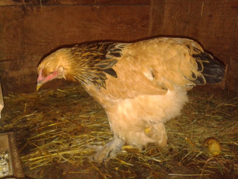 Fénykép0273 - BRAHMA COLUMBIAN GALBEN-ALBASTRU GALBEN-NEGRU