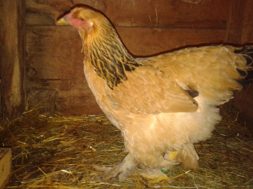 Fénykép0274 - BRAHMA COLUMBIAN GALBEN-ALBASTRU GALBEN-NEGRU