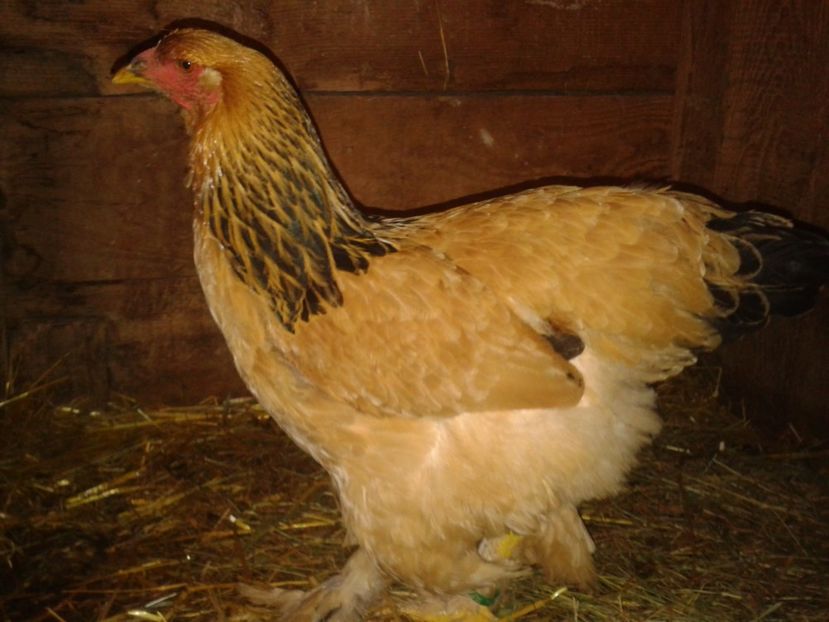 Fénykép0275 - BRAHMA COLUMBIAN GALBEN-ALBASTRU GALBEN-NEGRU