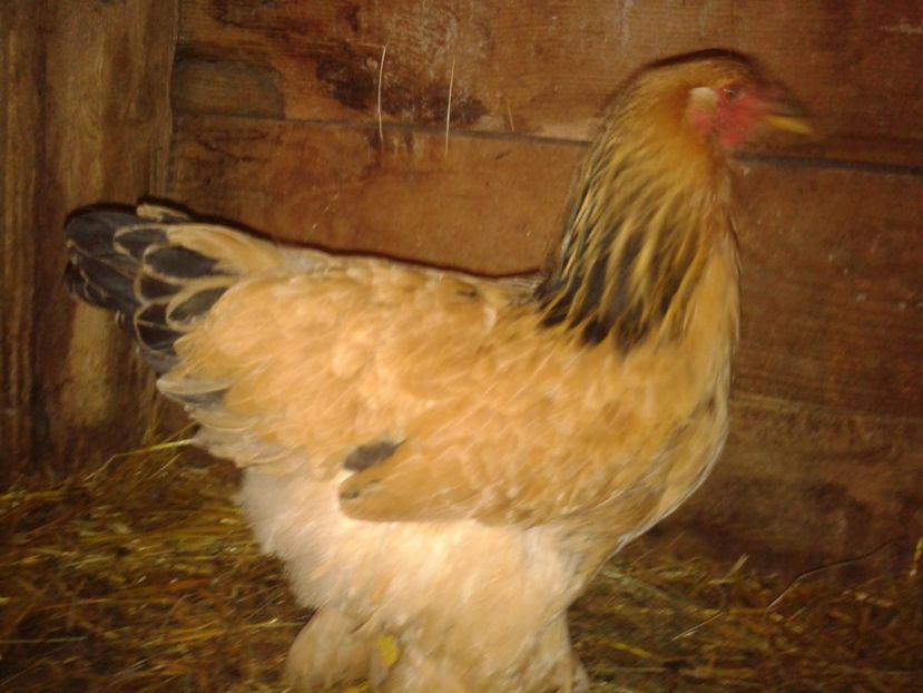 Fénykép0277 - BRAHMA COLUMBIAN GALBEN-ALBASTRU GALBEN-NEGRU