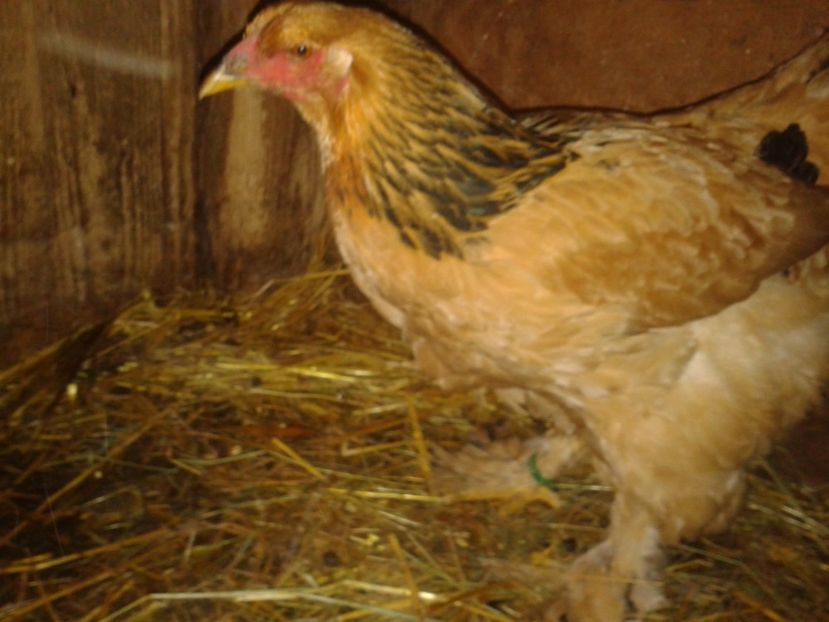 Fénykép0280 - BRAHMA COLUMBIAN GALBEN-ALBASTRU GALBEN-NEGRU