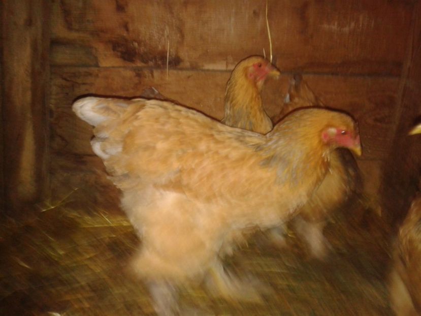 Fénykép0283 - BRAHMA COLUMBIAN GALBEN-ALBASTRU GALBEN-NEGRU