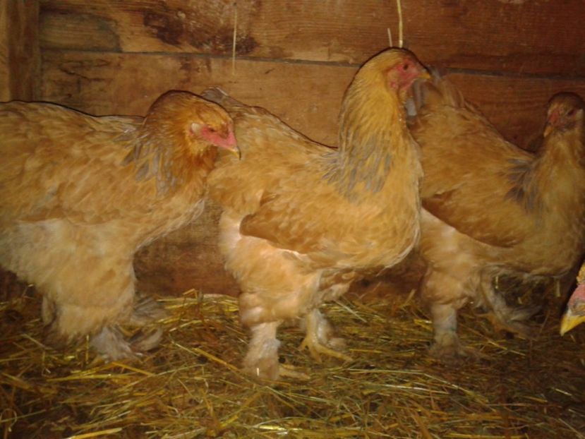 Fénykép0284 - BRAHMA COLUMBIAN GALBEN-ALBASTRU GALBEN-NEGRU