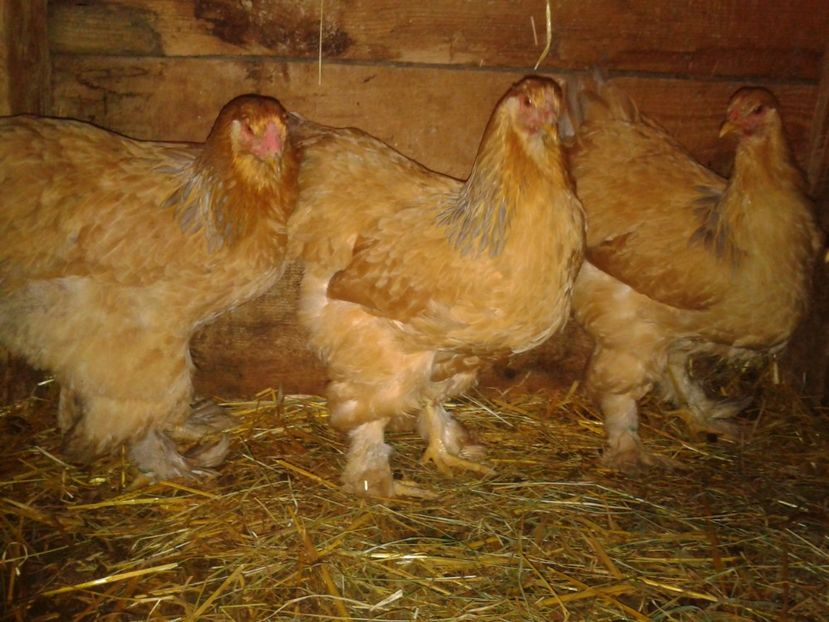 Fénykép0285 - BRAHMA COLUMBIAN GALBEN-ALBASTRU GALBEN-NEGRU