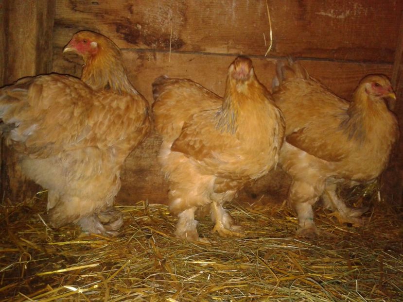 Fénykép0286 - BRAHMA COLUMBIAN GALBEN-ALBASTRU GALBEN-NEGRU