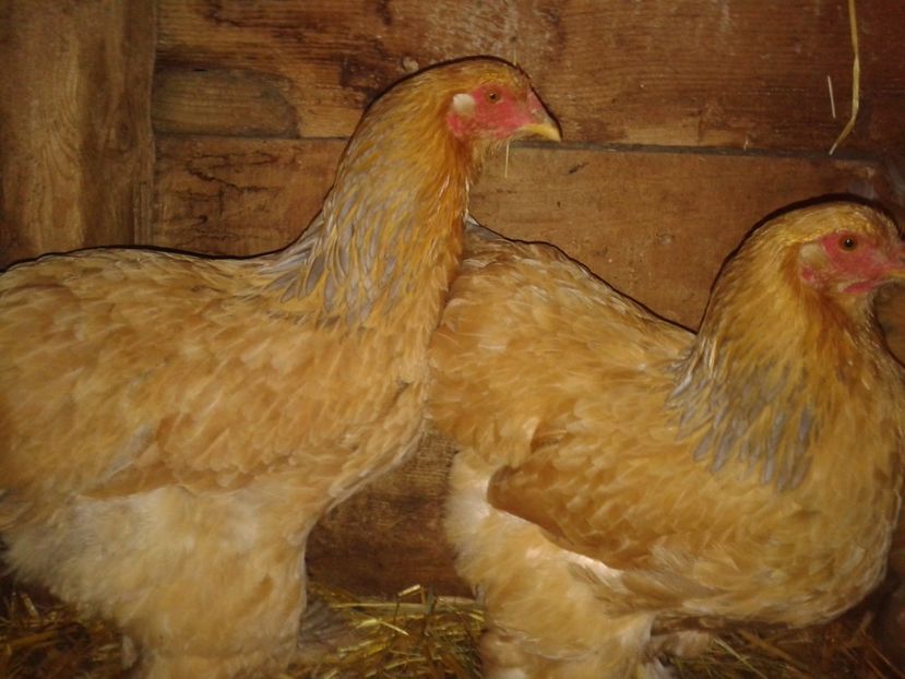 Fénykép0287 - BRAHMA COLUMBIAN GALBEN-ALBASTRU GALBEN-NEGRU