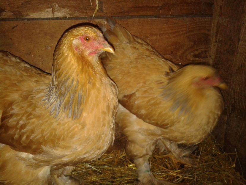 Fénykép0288 - BRAHMA COLUMBIAN GALBEN-ALBASTRU GALBEN-NEGRU