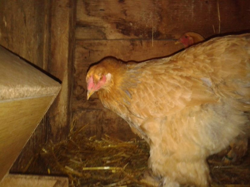 Fénykép0290 - BRAHMA COLUMBIAN GALBEN-ALBASTRU GALBEN-NEGRU