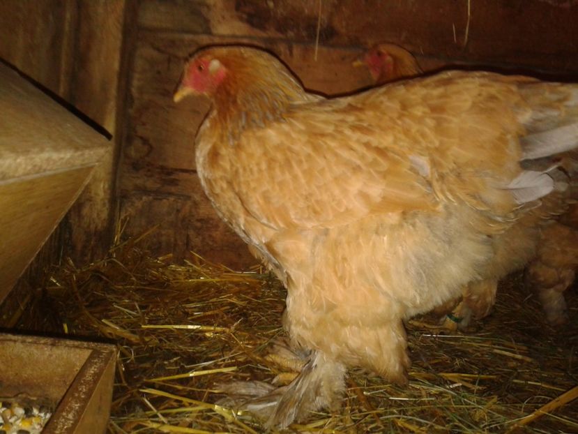 Fénykép0291 - BRAHMA COLUMBIAN GALBEN-ALBASTRU GALBEN-NEGRU