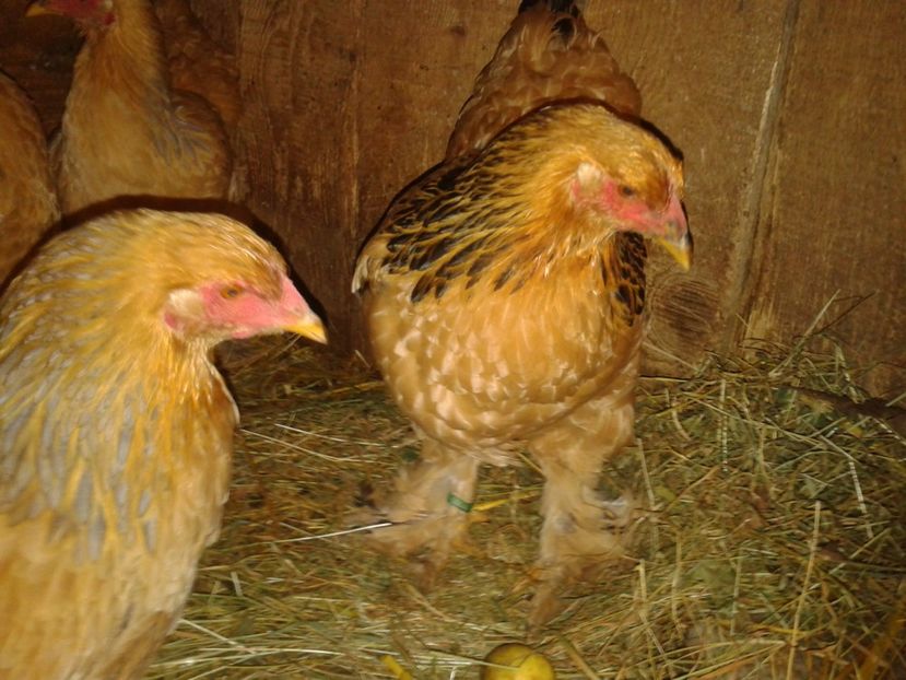 Fénykép0293 - BRAHMA COLUMBIAN GALBEN-ALBASTRU GALBEN-NEGRU