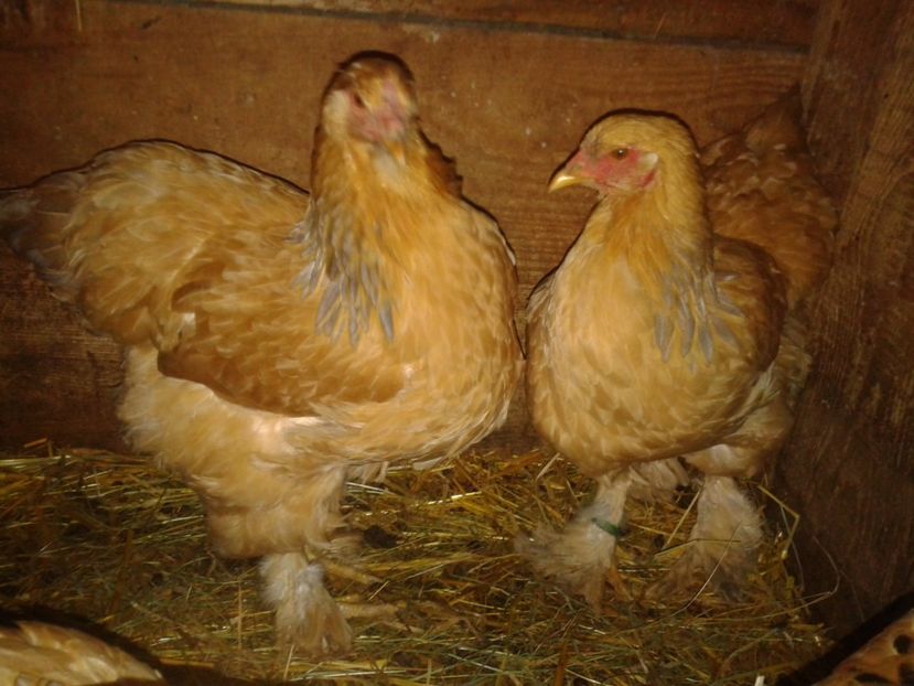 Fénykép0294 - BRAHMA COLUMBIAN GALBEN-ALBASTRU GALBEN-NEGRU