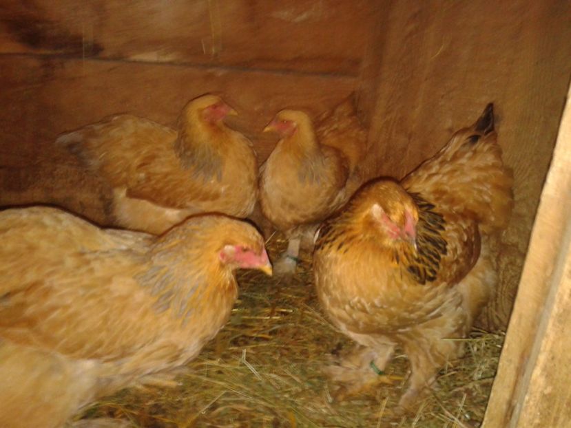 Fénykép0295 - BRAHMA COLUMBIAN GALBEN-ALBASTRU GALBEN-NEGRU