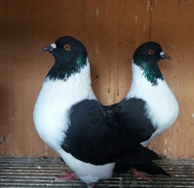 20191123_130518-1 - STRASSER