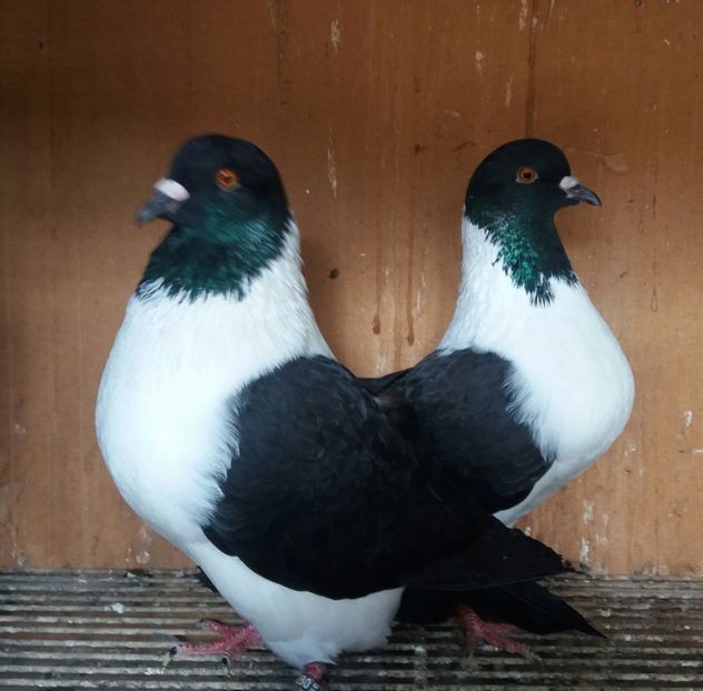 20191123_130517(0)-1 - STRASSER