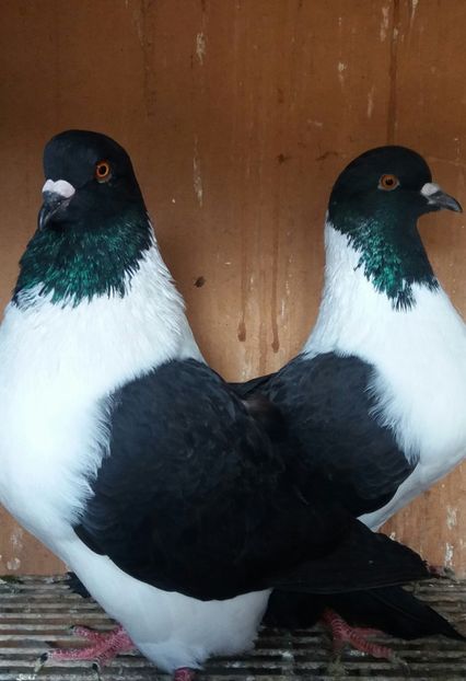 20191123_130517-1 - STRASSER