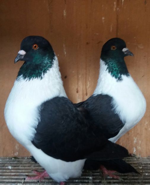 20191123_130516-1 - STRASSER