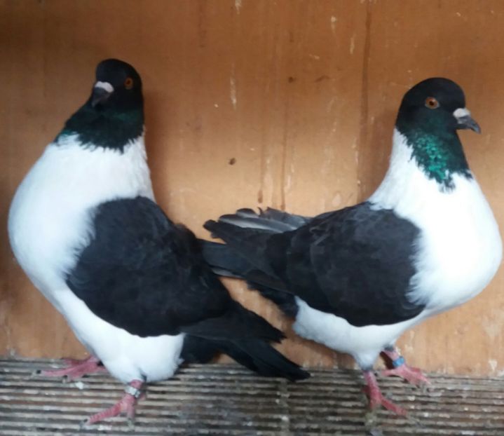 20191123_130508(0)-1 - STRASSER