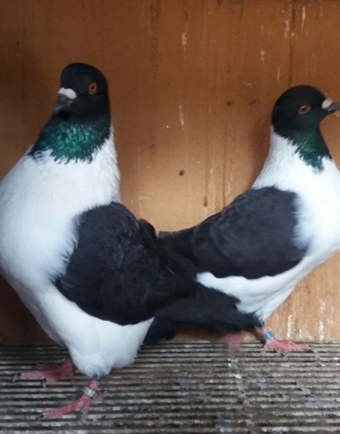 20191123_130456-1 - STRASSER