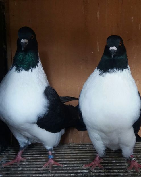 20191123_130440-1 - STRASSER