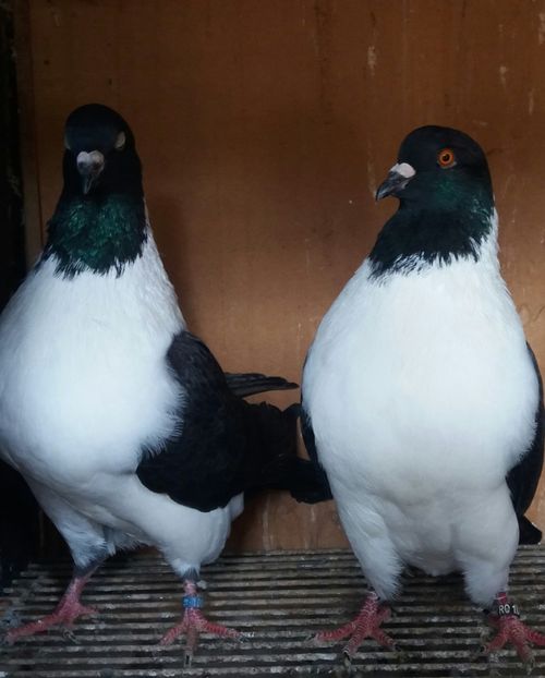 20191123_130439-1 - STRASSER