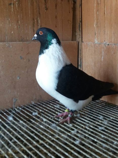 20191123_122439-1 - STRASSER