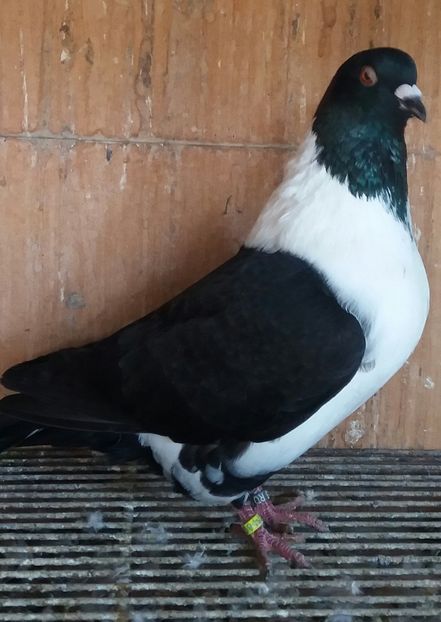 20191123_122425-1 - STRASSER