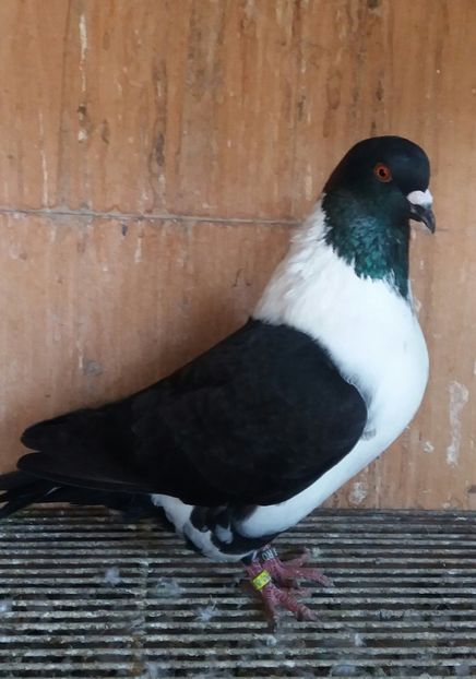 20191123_122423-1 - STRASSER