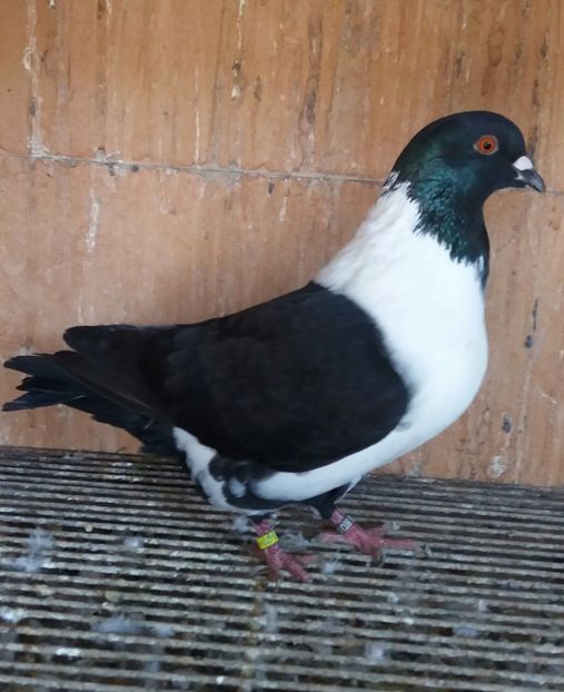 20191123_122418-1 - STRASSER