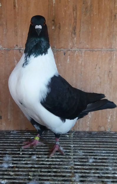 20191123_122350-1 - STRASSER