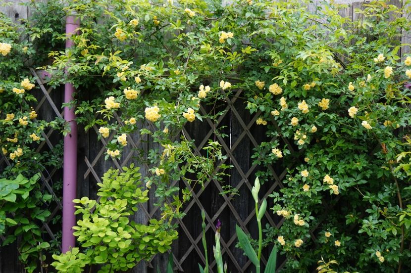  - Lady Banksiae Lutea