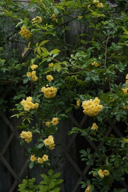  - Lady Banksiae Lutea