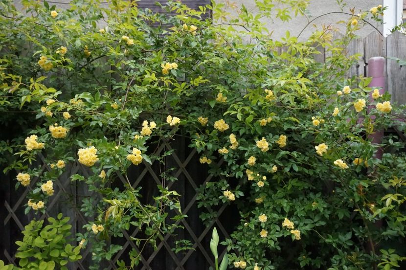  - Lady Banksiae Lutea