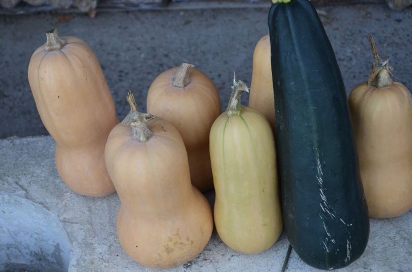  - gradina de legume si zarzavat