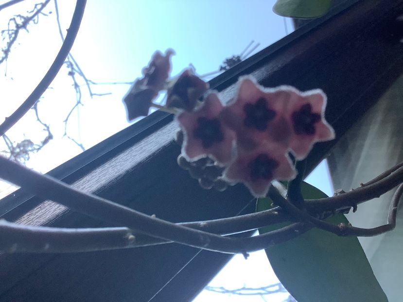  - Diversifolia ssp Crasspies