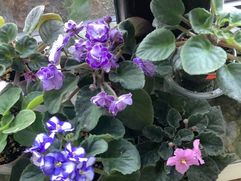  - AAA Violete africane comerciale