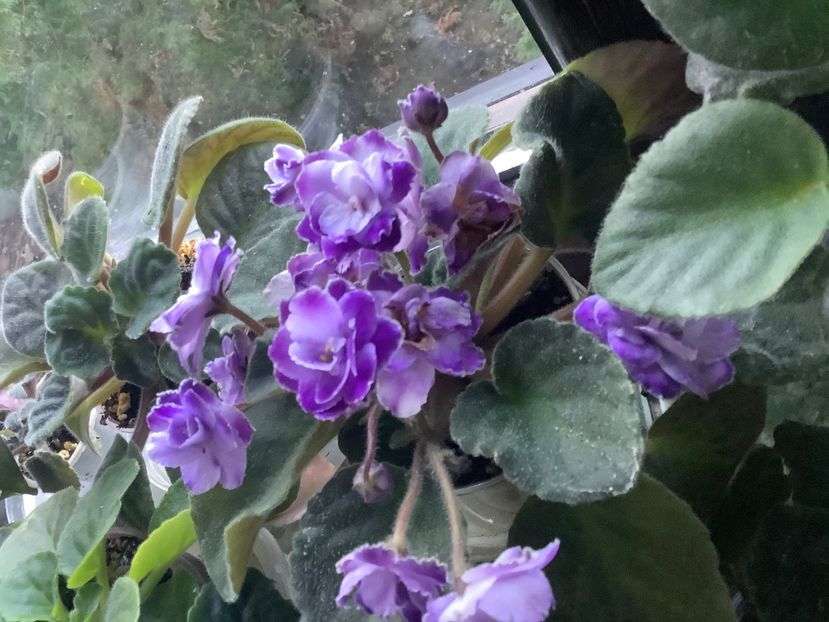  - AAA Violete africane comerciale