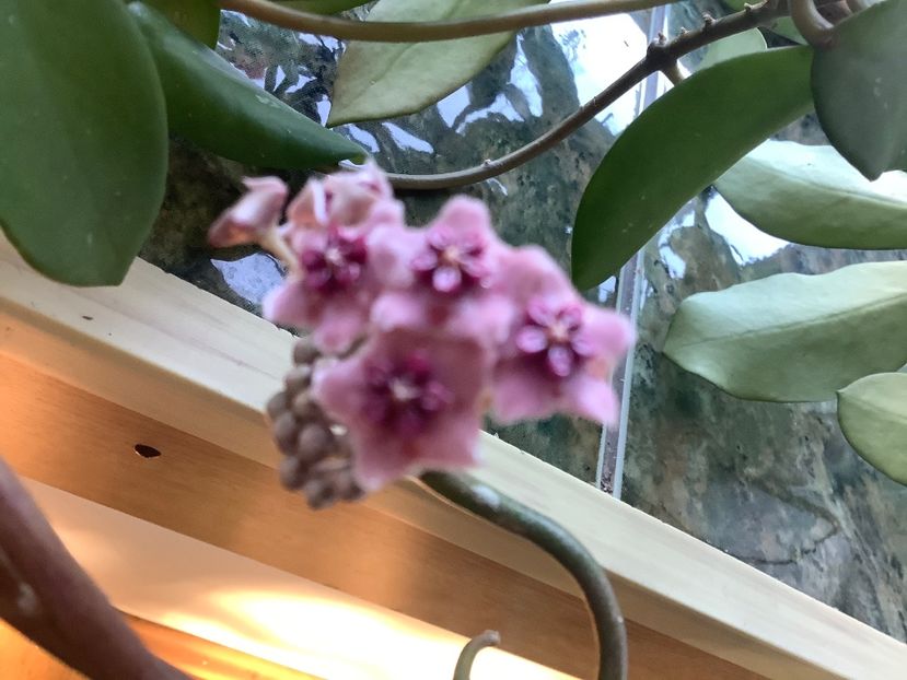  - Diversifolia ssp Crasspies