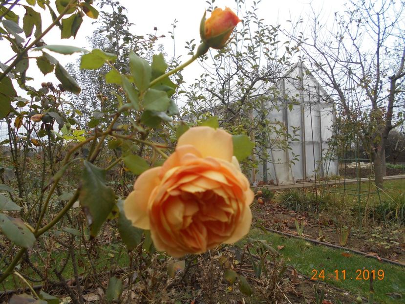 golden celebration - 2Toamna 2019