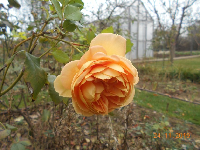 golden celebration - 2Toamna 2019