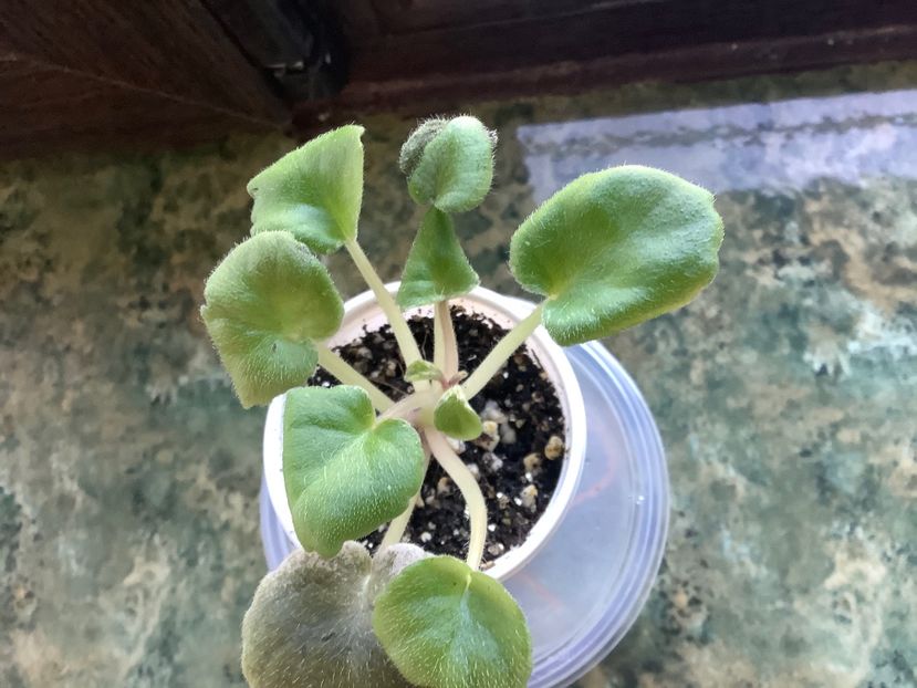  - AN Devochka s Persikami