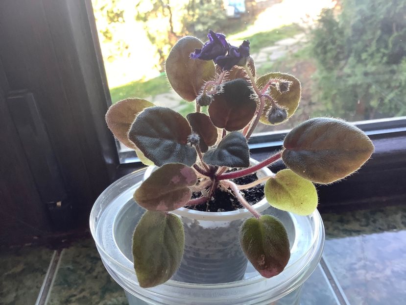 Pui2 - Joli Concerto