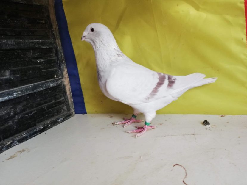 received_505061853419673 - VRDF VANDUTI