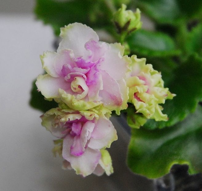  - Morgan s Drifter s Rose