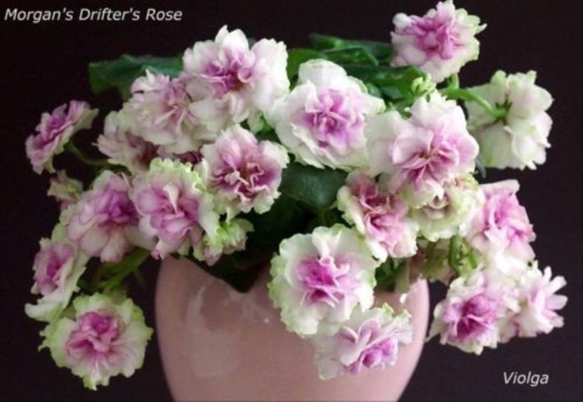  - Morgan s Drifter s Rose