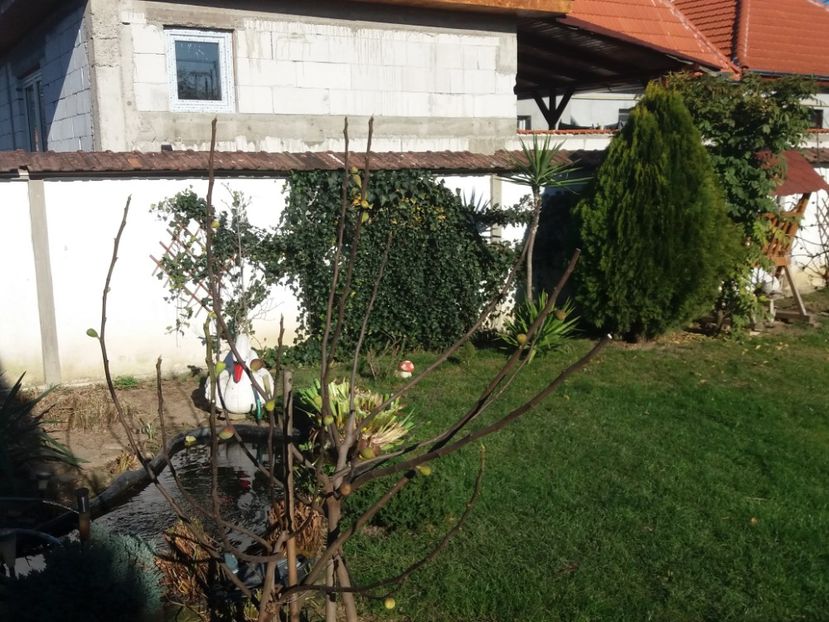  - Iazul din gradina
