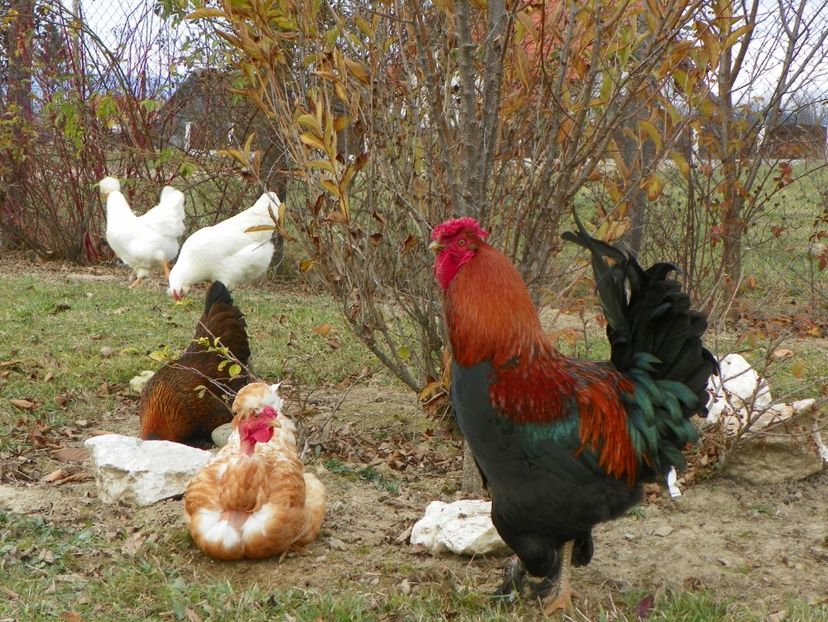 23 nov (6) - Dobarland 2019 4