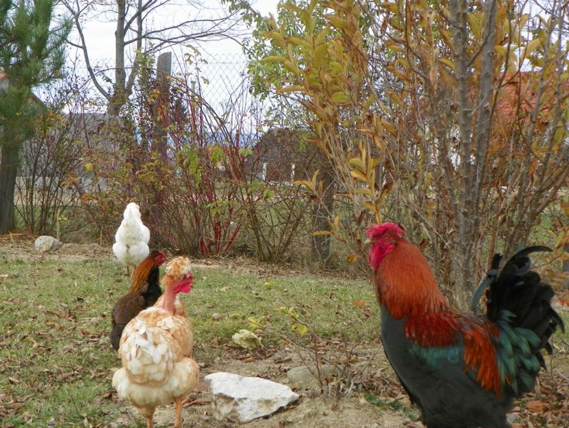 23 nov (7) - Dobarland 2019 4